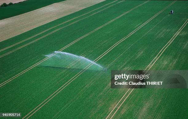 Agriculture. Vue aerienne d'irrigation de champ de betteraves dans la Marne. Arrosage avec systeme a enrouleur.