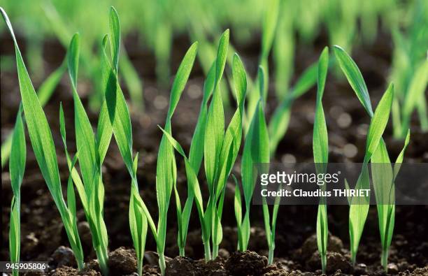 Agriculture. Culture de cereales. Orge d'hiver. Levee des plantules. Importance de la structure du sol.