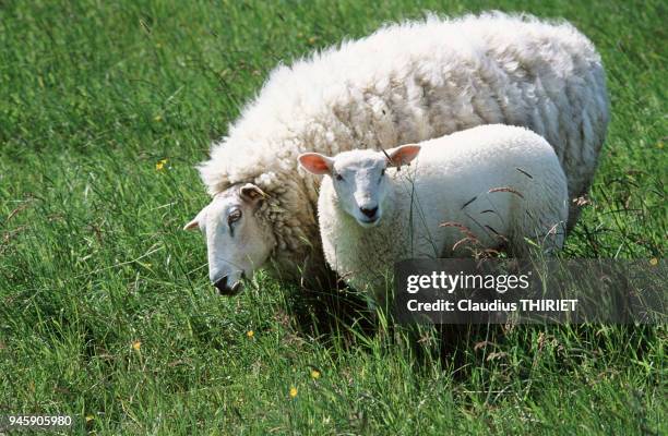 Agriculture. Elevage ovin. Moutons de race Texel. Brebis et agneau au parc. Pays-Bas.
