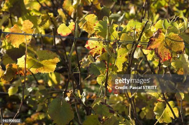 Feuilles de vigne en automne.