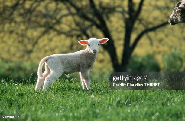 Agriculture. Elevage ovin. Agneau a l'herbe. Agneau tres jeune, debout dans l'herbe verte au printemps.