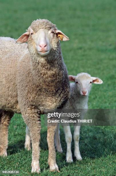 Agriculture. Elevage ovin. Brebis Est a laine Merinos et son agneau, au parc.