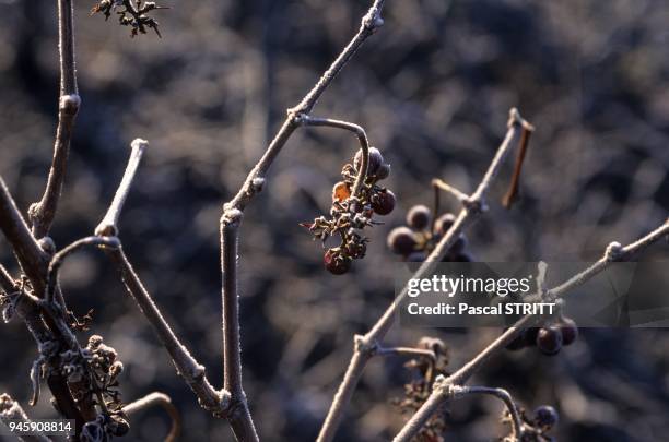 Grappe de raisin non vendangee, recouverte de glace et picoree par les etourneaux.