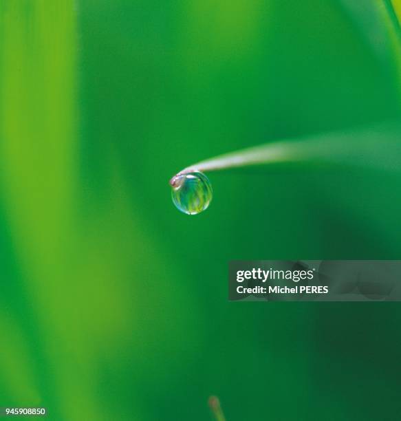 Gros plan d'une goutte de ros?e au bout d'un brin d'herbe Gros plan d'une goutte de ros?e au bout d'un brin d'herbe.