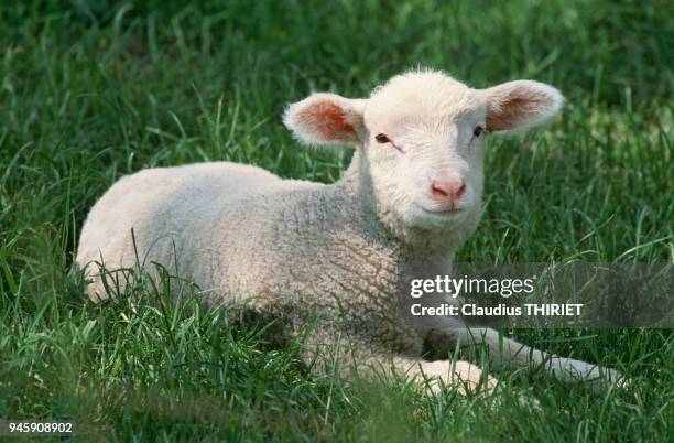 Agriculture. Elevage ovin. Agneau a l'herbe. Agneau tres jeune, couche dans l'herbe verte au printemps.
