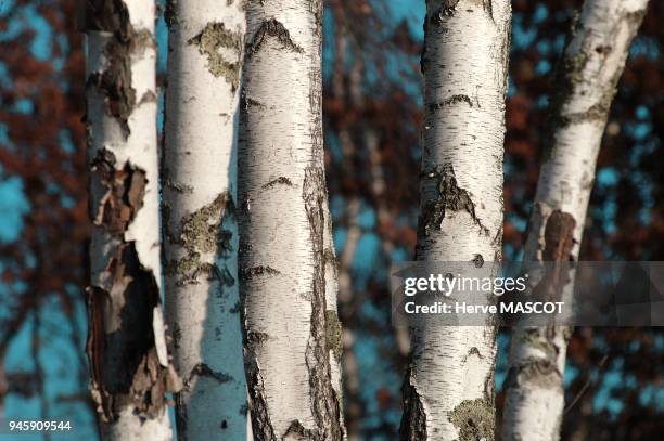 Troncs de bouleau sur fond de ciel bleu,Hiver Troncs de bouleau sur fond de ciel bleu,Hiver.