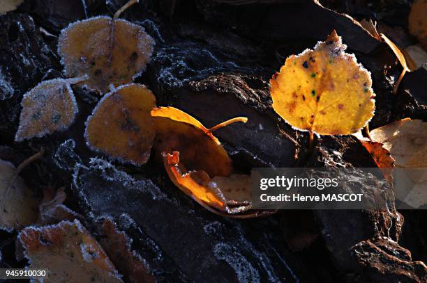 Hiver,feuilles de Bouleau sur fond d'ecorces geles.Nature morte hiver,feuilles de Bouleau sur fond d'ecorces geles.Nature morte.