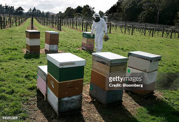 Beekeeper Richard Barrowman examines the hives at the BeesOnline apiary in Auckland, New Zealand, on Tuesday, September 5, 2006. New Zealand's bees...