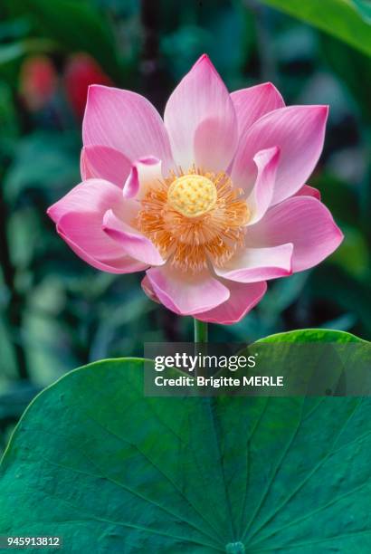 83 Lotus Fleur Stock Photos, High-Res Pictures, and Images - Getty Images