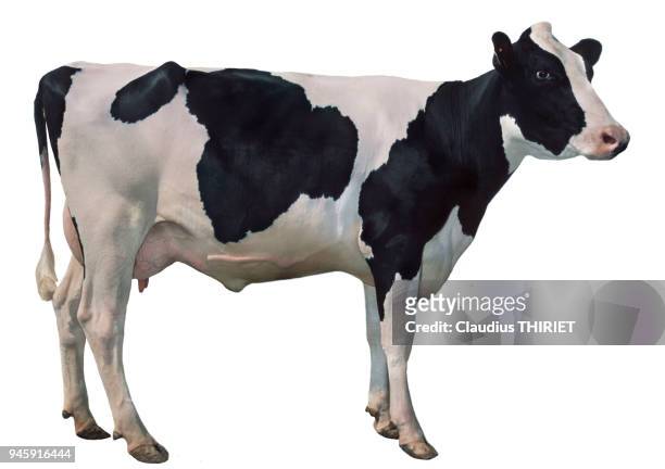 Agriculture. Elevage bovin. Vache holstein. Portrait en pied sur fond blanc.