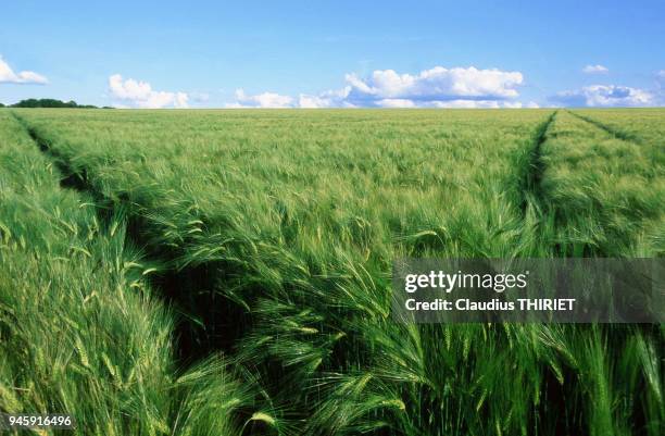 Agriculture. Culture de cereales. Orge d'hiver. Champ vert. Stade fin epiaison.