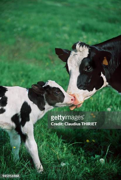 Agriculture. Elevage bovin. Vache hostein et son veau nouveau ne. La vache leche son veau.