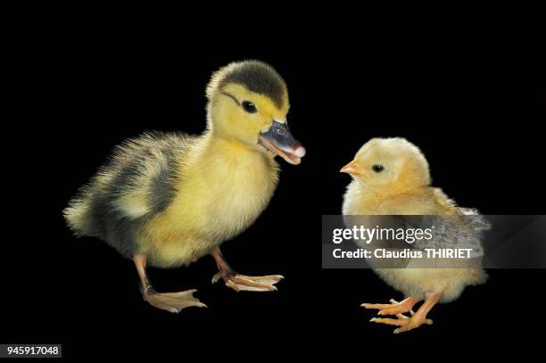 Caneton et poussin sur fond noir.