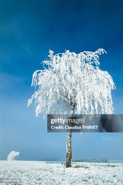 BOULEAU RECOUVERT DE NEIGE.