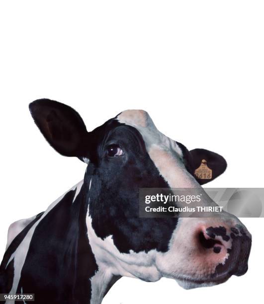 Agriculture. Elevage bovin. Vache holstein. Portrait sur fond blanc.