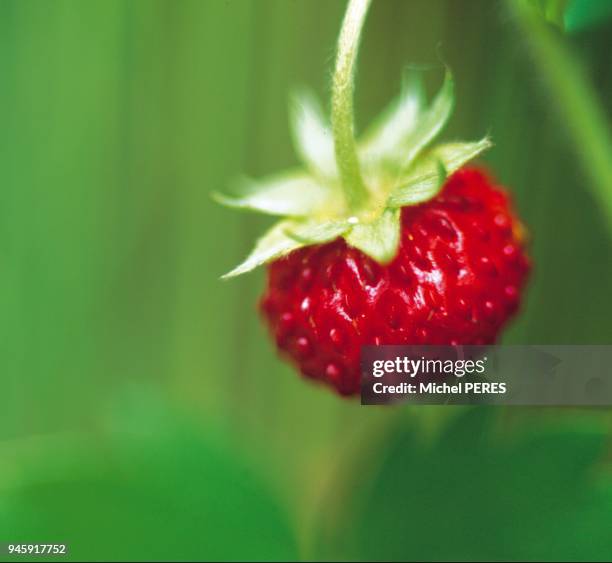 Gros plan de fraise des bois.