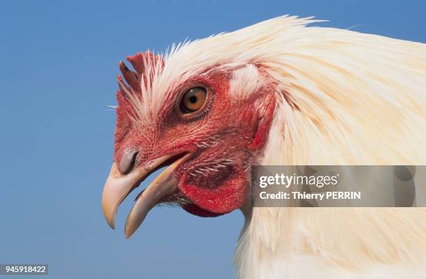 POULE BLANCE A CRETE ROUGE, VOLAILLE.