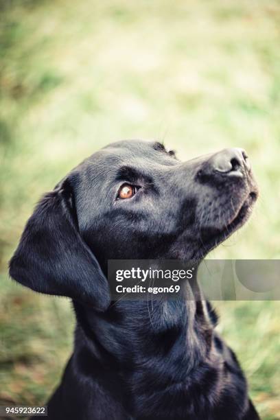 Labrador Face Photos and Premium High Res Pictures - Getty Images