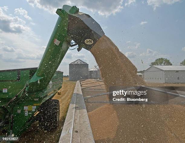 Winter wheat is loaded into a trailer for movement to storage bins on a farmer's first day harvest of more than 900 acres of winter wheat in a field...