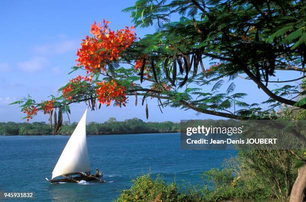 Les boutres sont des bateaux qui naviguent dans la mer Rouge, le long de la c?te orientale d'Afrique et dans le golfe Persique. A l'origine ils...