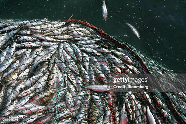 397 North Sea Cod Stock Photos, High-Res Pictures, and Images - Getty ...