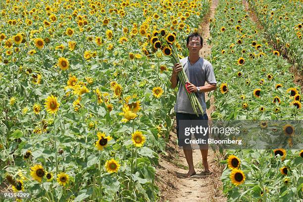 Ye Shi-chin, a farmer, poses for a photograph in his field of sunflowers in Jinshan, Taipei county, Taiwan, on Wednesday, July 4, 2007. The...