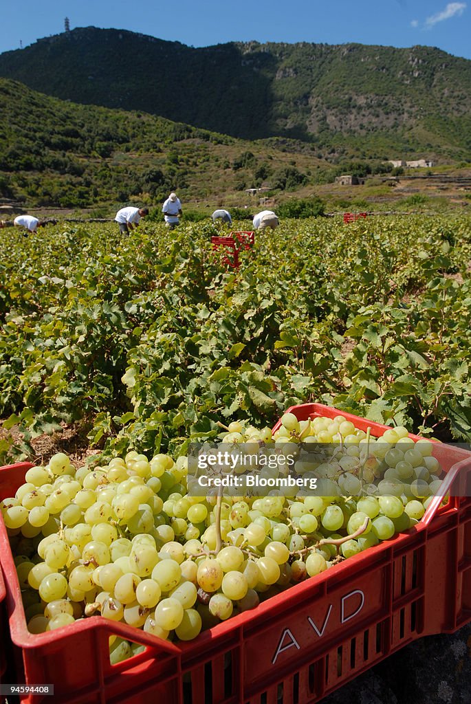 Workers collect Zibibbo grapes in Pantelleria, Italy, on Sat