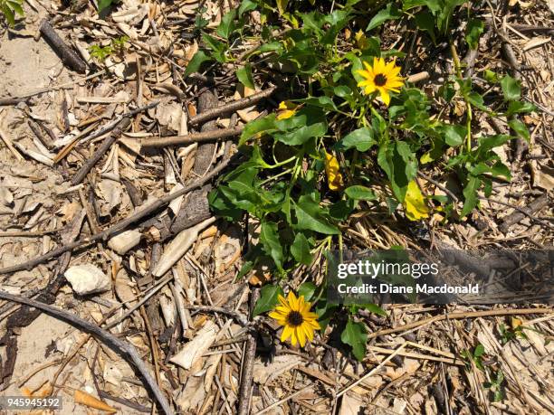 beach sunflowers - sandy macdonald stock pictures, royalty-free photos & images