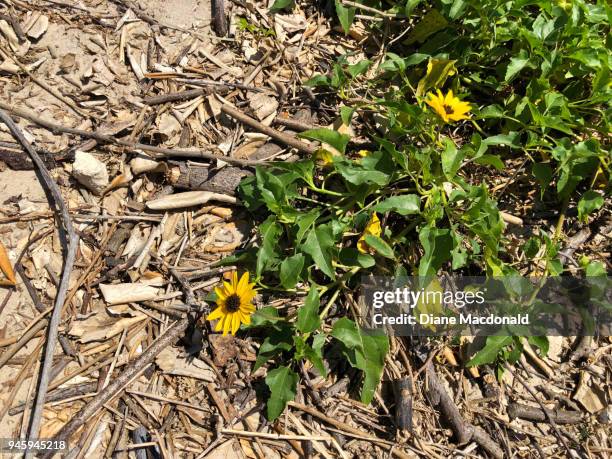 wild beach sunflowers - sandy macdonald stock pictures, royalty-free photos & images