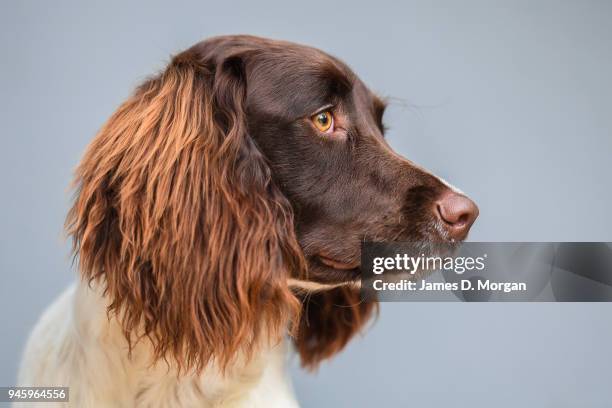 English Springer spaniel dog called Twiglet poses on June 30, 2016 in Sydney, Australia.