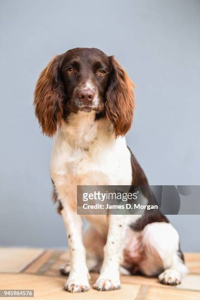 English Springer spaniel dog called Twiglet poses on June 30, 2016 in Sydney, Australia.
