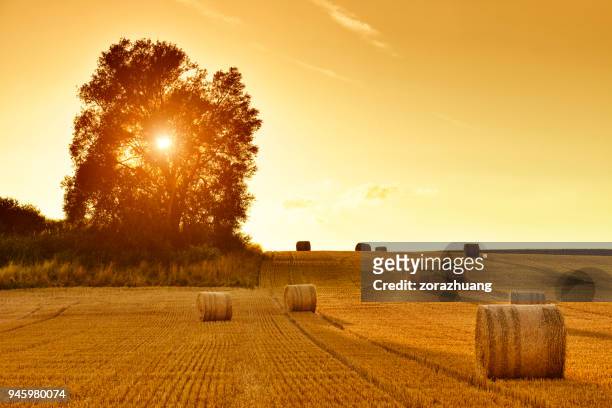 hay bales and field stubble in golden sunset - harvesting stock pictures, royalty-free photos & images