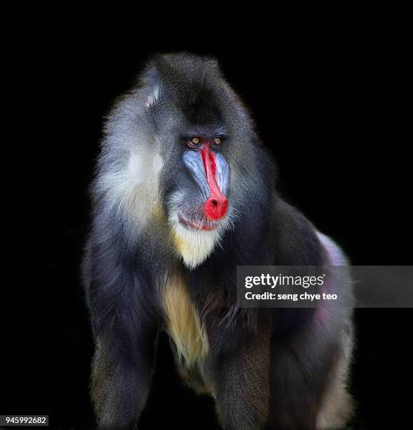 mandrill - male baboon stock pictures, royalty-free photos & images