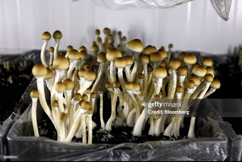 Mushrooms sit ready to be harvested at the Procare mushroom