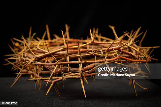 a crown of thorns - coroa de espinhos imagens e fotografias de stock
