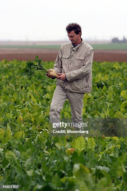 Farmer walks amongst sugar beet plants before harvesting on his farm in Rouvray-Sainte-Croix, near Orl?ans, France, on Friday, Sept. 28, 2007. The...