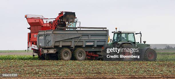 Sugar beets are harvested in the fields in Rouvray-Sainte-Croix, near Orl?ans, France, on Friday, Sept. 28, 2007. The French grow about 30 million...