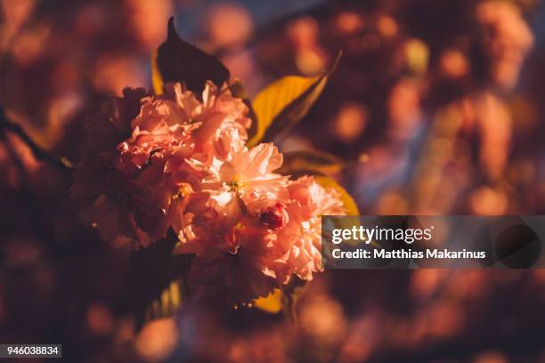 cherry blossom in sunny spring time - matthias makarinus stock-fotos und bilder