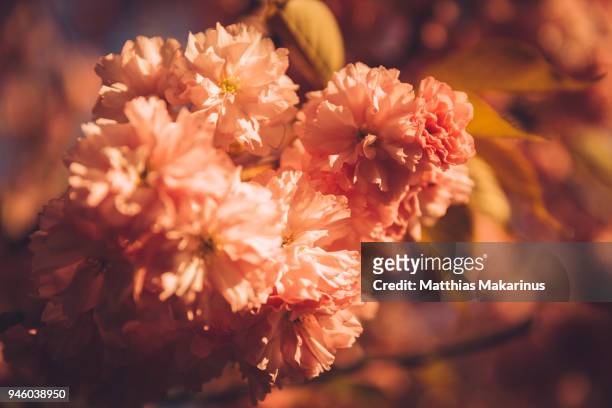 cherry blossom in sunny spring time - makarinus photos et images de collection