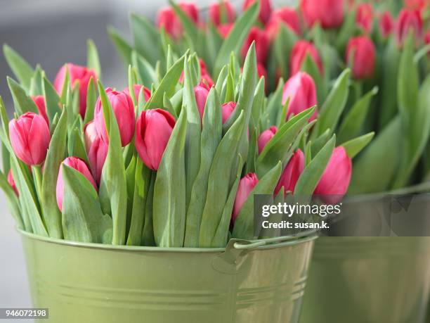 buckets of beautiful red tulips. - flower bucket stock pictures, royalty-free photos & images