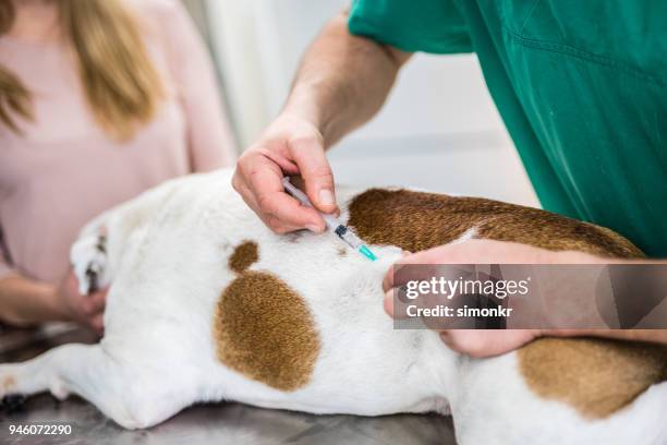 Angry Dog Getting Injection Dog Injection Photos and Premium High Res Pictures - Getty Images