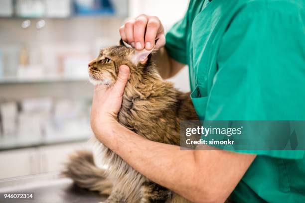 Cat Ear Scan 191 Cat Ear Exam Stock Photos, High-Res Pictures, and Images - Getty Images