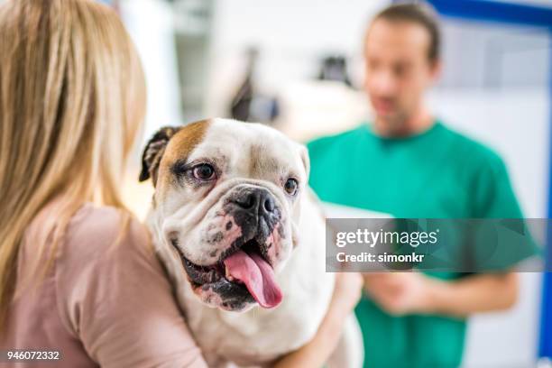 woman holding dog in clinic - panting stock pictures, royalty-free photos & images