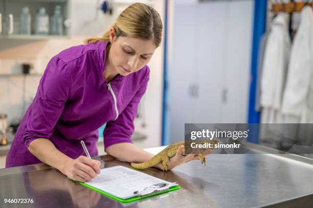 veterinarian holding lizard - naturalized stock pictures, royalty-free photos & images