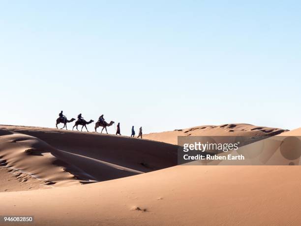 dromedary camels crossing the sahara desert - dromedary camel bildbanksfoton och bilder