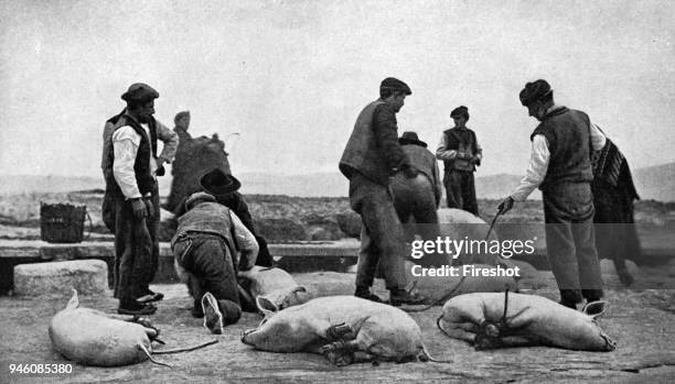Historical Geography. 1900. Ireland. Pigs' feet, though in themselves considered a table delicacy at some Irish fairs, are, by reason of their hoff,...