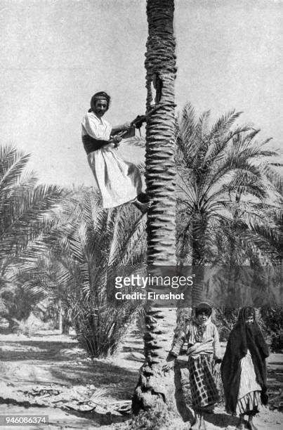 Historical Geography. 1900. Irak. Tension on the rope around the trunk enables the climber to mantain himself, and he is further aided in this by the...