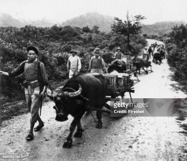 Battle of Diem Bien Phu 1954-Dien Bien Phu, Vietminh Dien Bien Phu Buffalo transport units.