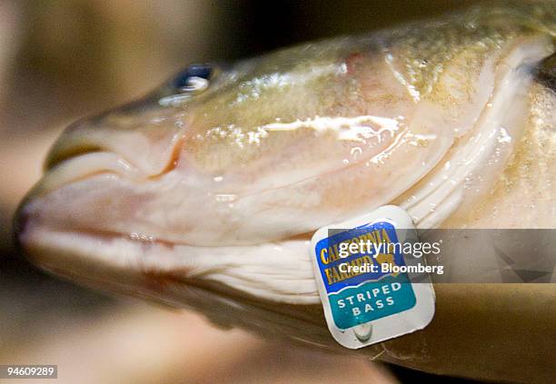 Fish Disc Tag Fish Tagging Photos and Premium High Res Pictures - Getty Images