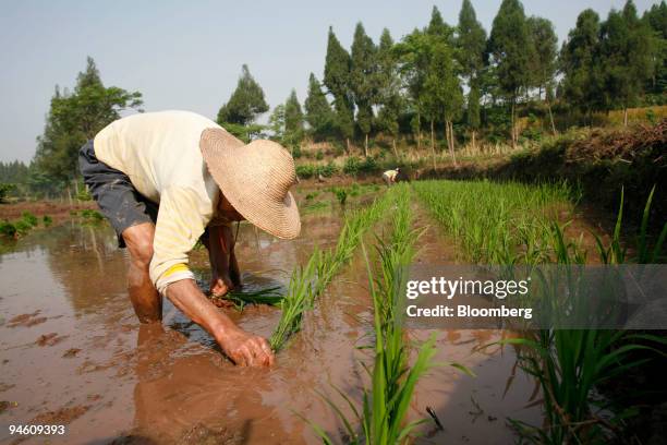 Tang Gi Rice 79 Pengan Stock Photos, High-Res Pictures, and Images - Getty Images